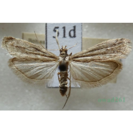 Ephestia elutella (Hübner, 1796) Mklik próchniczek Czech51d